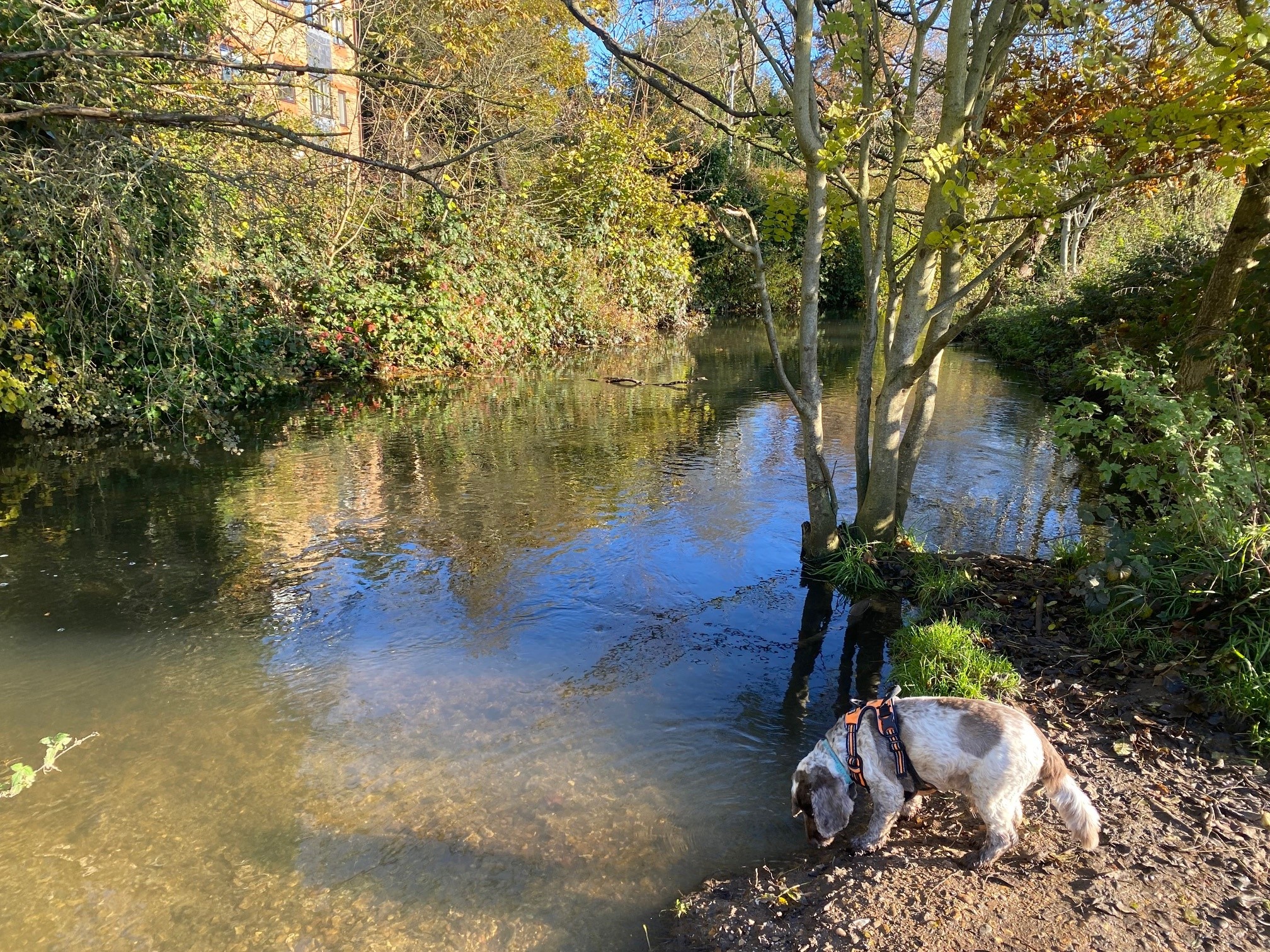 The River Ver in Verulamium Park