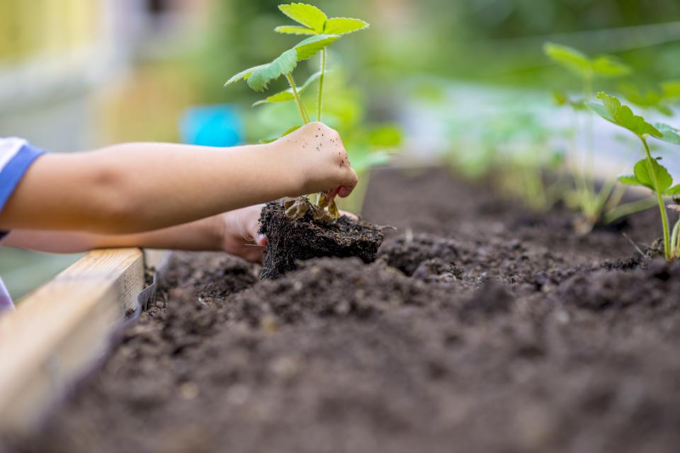 Person planting into a raised flower bed 