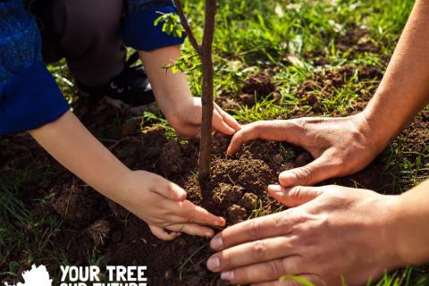 Your Tree Our Future poster