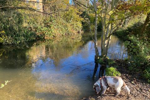 The River Ver in Verulamium Park